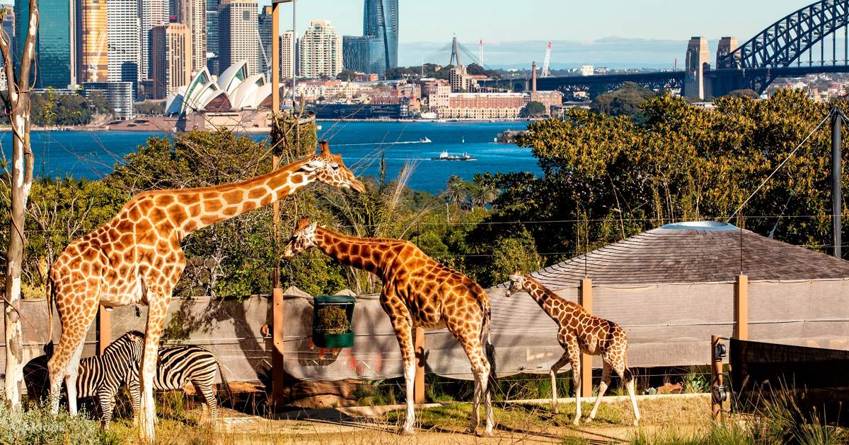 taronga-zoo-and-sydney-harbour-hopper-admission-klook